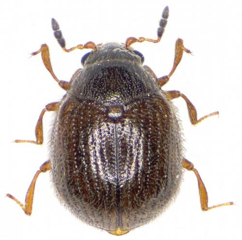 Aspidiphorus lareyniei